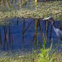 <p align=left>L'aigrette bleue, mieux connue sous le nom de petit héron bleu, elle fut rare et discrète, aperçue le long de la digue.